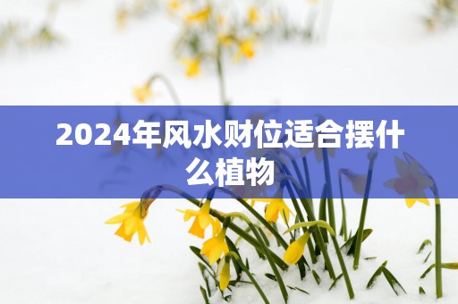 2025年风水财位适合摆什么植物