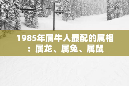 1985年属牛人最配的属相：属龙、属兔、属鼠