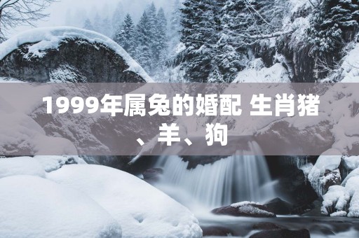 1999年属兔的婚配 生肖猪、羊、狗