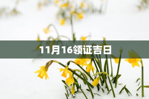11月16领证吉日
