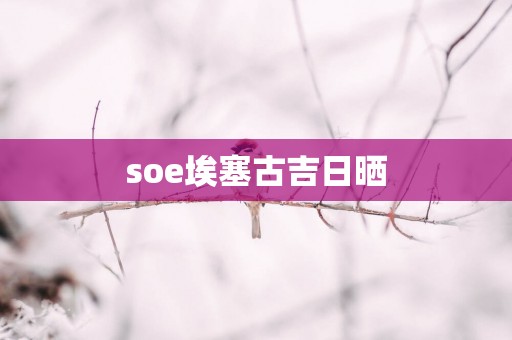 soe埃塞古吉日晒