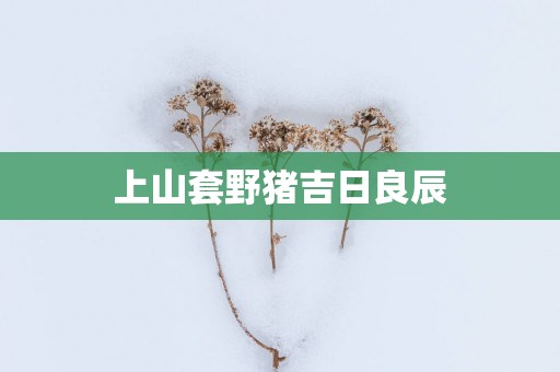 上山套野猪吉日良辰