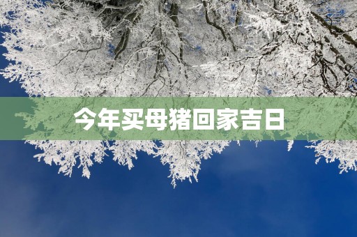 今年买母猪回家吉日