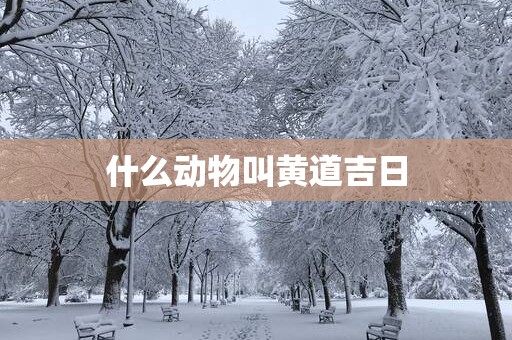 什么动物叫黄道吉日