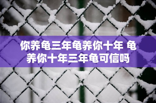 你养龟三年龟养你十年 龟养你十年三年龟可信吗