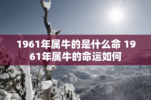 1961年属牛的是什么命 1961年属牛的命运如何