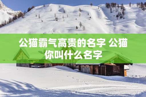 公猫霸气高贵的名字 公猫你叫什么名字