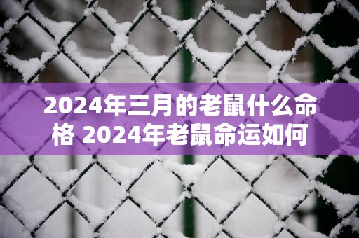 2025年三月的老鼠什么命格 2025年老鼠命运如何
