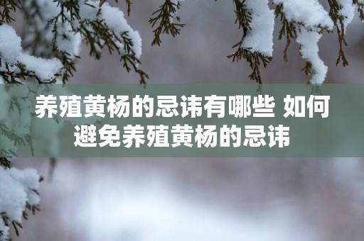 养殖黄杨的忌讳有哪些 如何避免养殖黄杨的忌讳