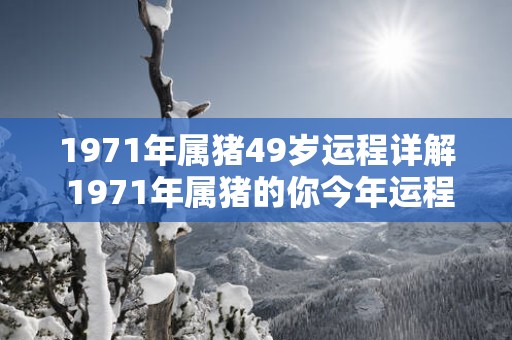 1971年属猪49岁运程详解 1971年属猪的你今年运程如何