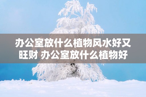 办公室放什么植物风水好又旺财 办公室放什么植物好