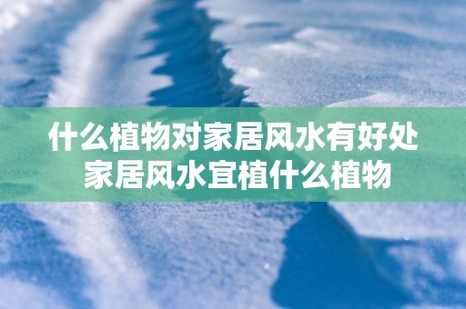 什么植物对家居风水有好处 家居风水宜植什么植物