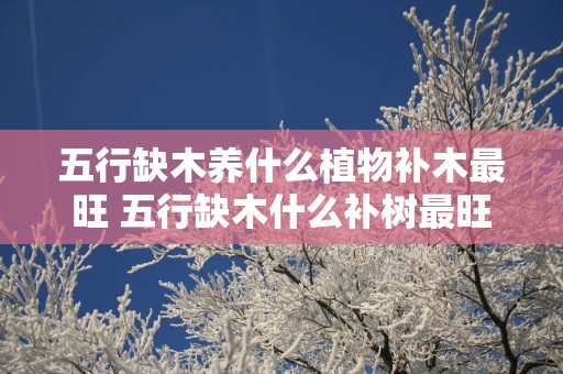五行缺木养什么植物补木最旺 五行缺木什么补树最旺