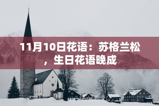 11月10日花语：苏格兰松，生日花语晚成
