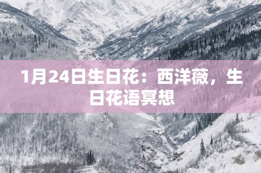1月24日生日花：西洋薇，生日花语冥想