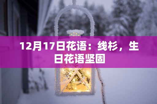 12月17日花语：线杉，生日花语坚固
