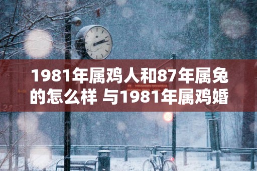 1981年属鸡人和87年属兔的怎么样 与1981年属鸡婚配如何