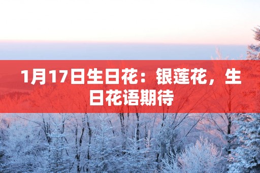 1月17日生日花：银莲花，生日花语期待