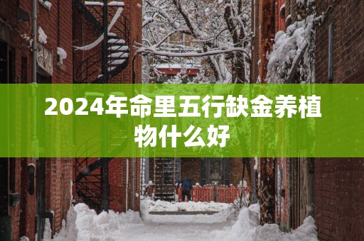 2025年命里五行缺金养植物什么好
