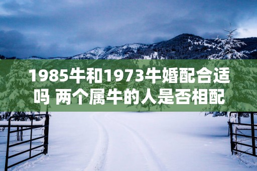 1985牛和1973牛婚配合适吗 两个属牛的人是否相配