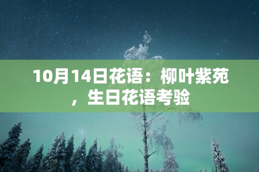 10月14日花语：柳叶紫苑，生日花语考验