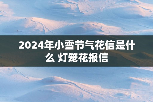 2025年小雪节气花信是什么 灯笼花报信