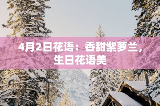 4月2日花语：香甜紫萝兰，生日花语美