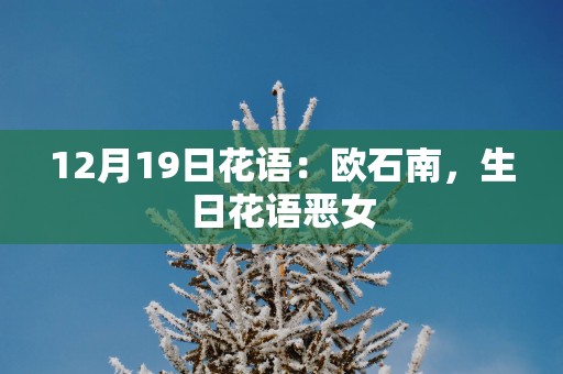 12月19日花语：欧石南，生日花语恶女