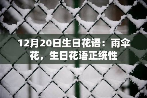 12月20日生日花语：雨伞花，生日花语正统性