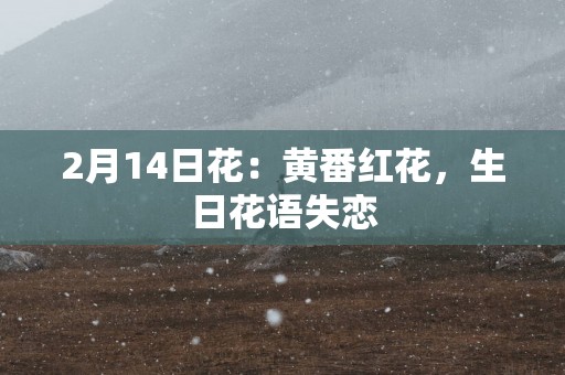 2月14日花：黄番红花，生日花语失恋