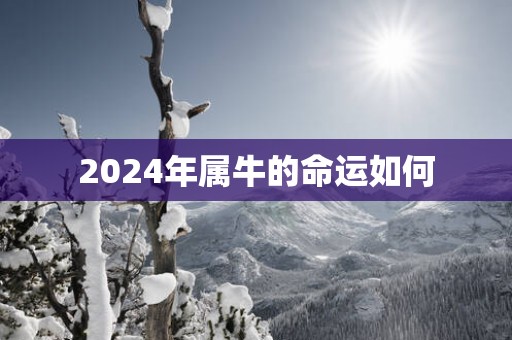 2025年属牛的命运如何