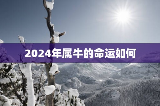 2024年属牛的命运如何