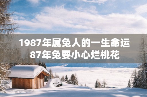 1987年属兔人的一生命运 87年兔要小心烂桃花