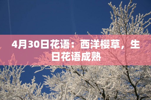 4月30日花语：西洋樱草，生日花语成熟