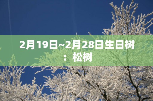 2月19日~2月28日生日树：松树