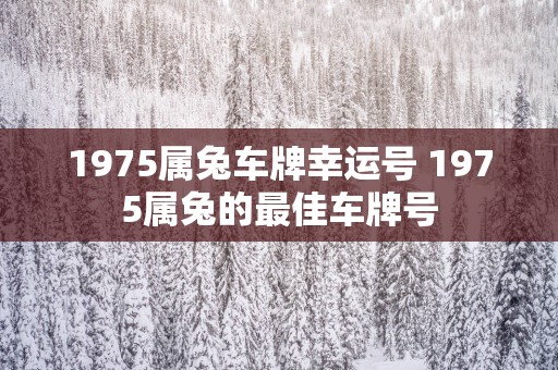 1975属兔车牌幸运号 1975属兔的最佳车牌号