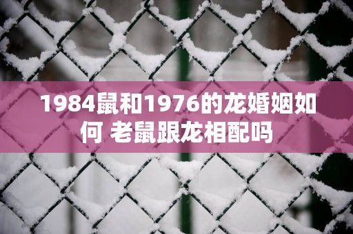 1984鼠和1976的龙婚姻如何 老鼠跟龙相配吗