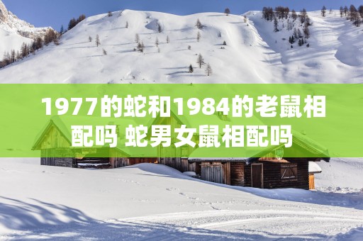 1977的蛇和1984的老鼠相配吗 蛇男女鼠相配吗