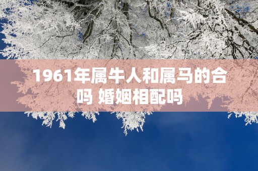 1961年属牛人和属马的合吗 婚姻相配吗