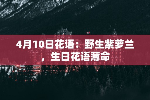 4月10日花语：野生紫萝兰，生日花语薄命