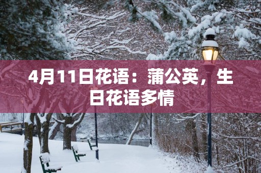 4月11日花语：蒲公英，生日花语多情
