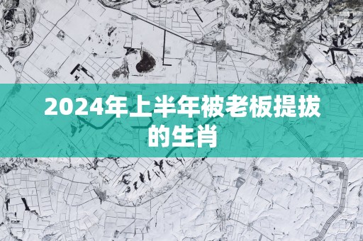 2025年上半年被老板提拔的生肖