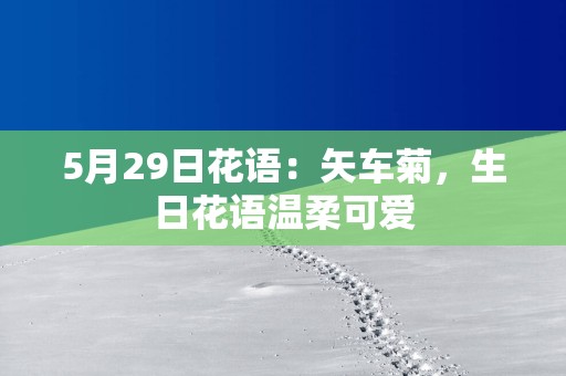 5月29日花语：矢车菊，生日花语温柔可爱