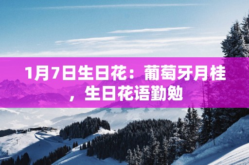 1月7日生日花：葡萄牙月桂，生日花语勤勉