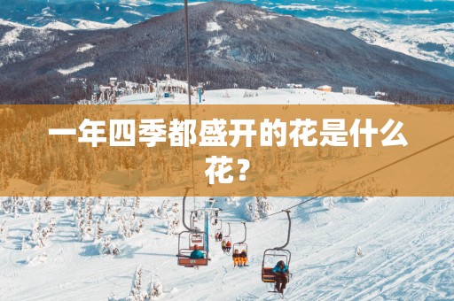 一年四季都盛开的花是什么花？