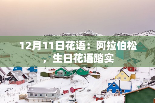 12月11日花语：阿拉伯松，生日花语踏实