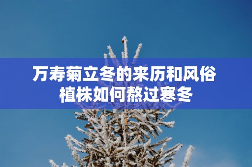 万寿菊立冬的来历和风俗 植株如何熬过寒冬