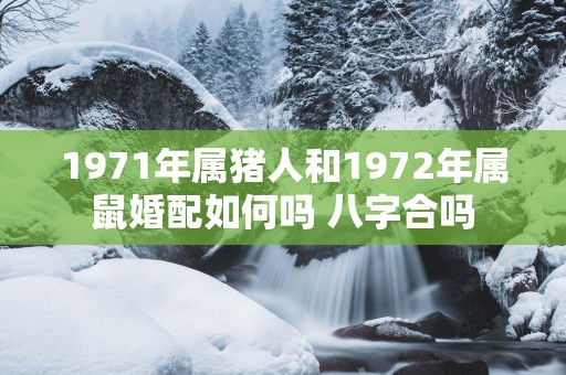 1971年属猪人和1972年属鼠婚配如何吗 八字合吗