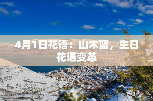 4月1日花语：山木蓝，生日花语变革