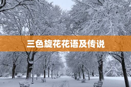 三色旋花花语及传说